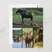 カモシカ ポストカード (正面/裏面)