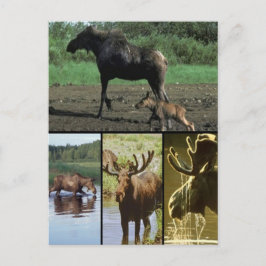 カモシカ ポストカード