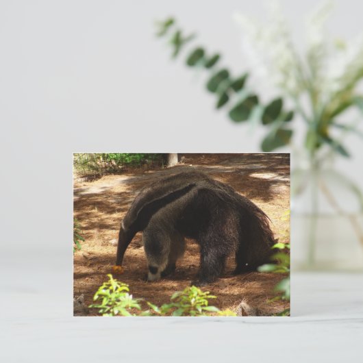 カモシカ ポストカード (スタンド正面)