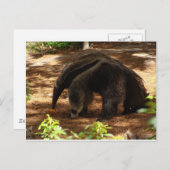 カモシカ ポストカード (正面/裏面)