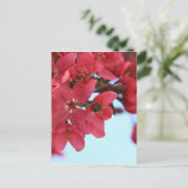 カモバチ ポストカード (スタンド正面)