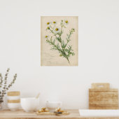 カモミールのビンテージな植物画イラスト ポスター (キッチン)