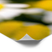 カモミールの花のクローズアップ，ハンガリー ポスター (角)
