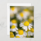 カモミールの花のクローズアップ,ハンガリー ポストカード (正面/裏面)
