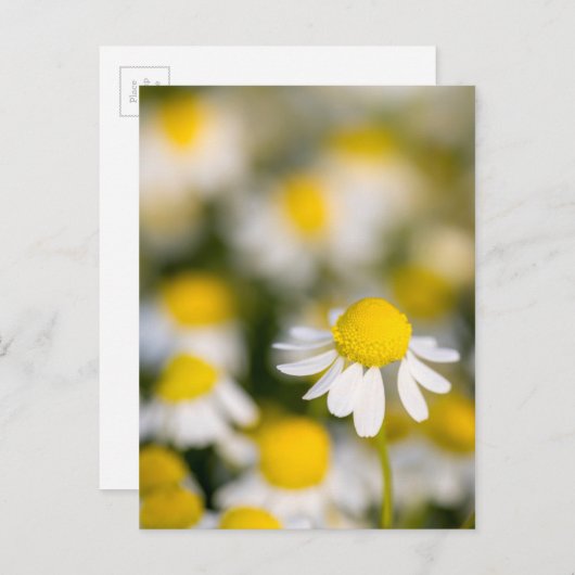 カモミールの花のクローズアップ,ハンガリー ポストカード (正面/裏面)