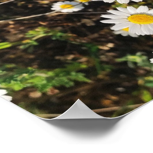 カモミールの花 ポスター (角)