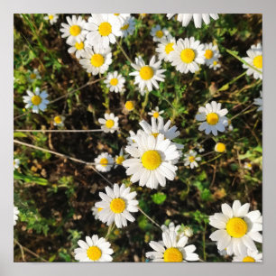 カモミールの花 ポスター