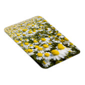 カモミールフィールド,ハンガリー マグネット (右側)