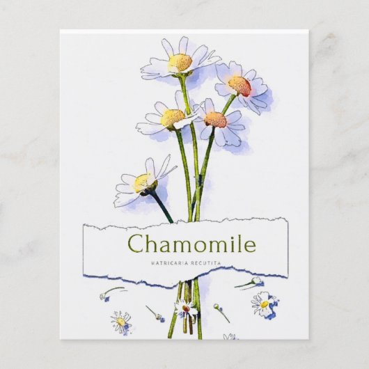 カモミールヴィンテージ水絵画色のカード (正面)