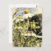 カモミール花(アンティークスタイル)はがき ポストカード (正面/裏面)