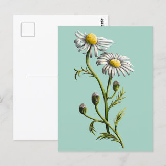カモミール葉書 ポストカード