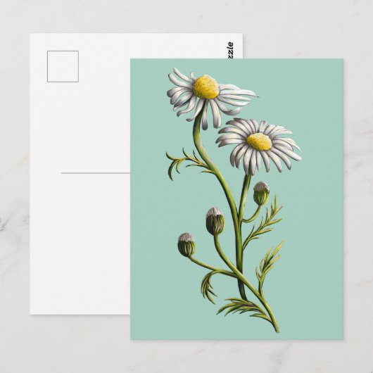カモミール葉書 ポストカード (正面/裏面)