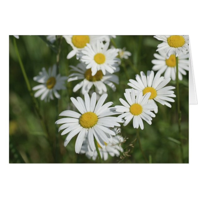 カモミール (正面横)