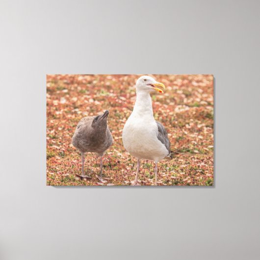 カモメとヒヒ キャンバスプリント (正面)