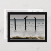 カモメとペリカン ポストカード (正面/裏面)