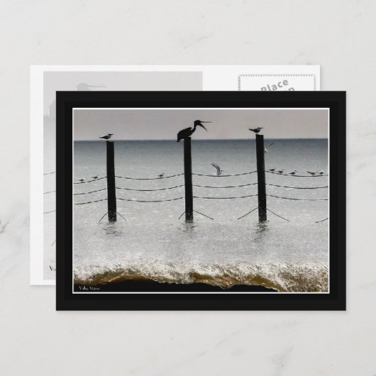 カモメとペリカン ポストカード (正面/裏面)