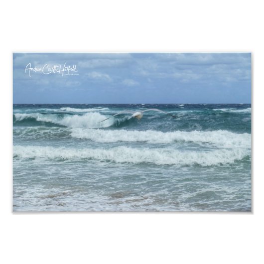 カモメと海 フォトプリント            (正面)