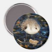 カモメに生息するカワイイのサンショウウオ マグネット (正面/裏面)