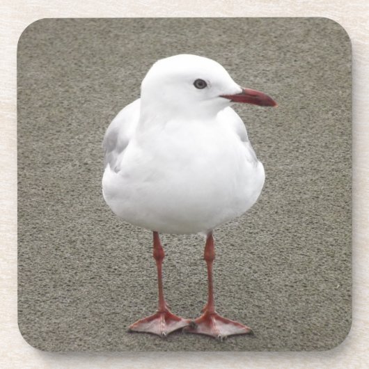 カモメのクローズアップ コースター (正面)