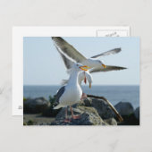 カモメのトリオ ポストカード (正面/裏面)