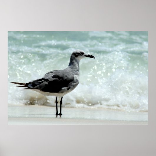 カモメのポスタープリント ポスター (正面)