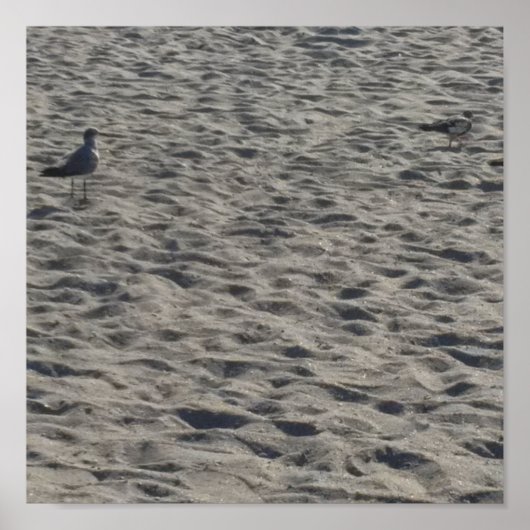 カモメのポスター ポスター (正面)