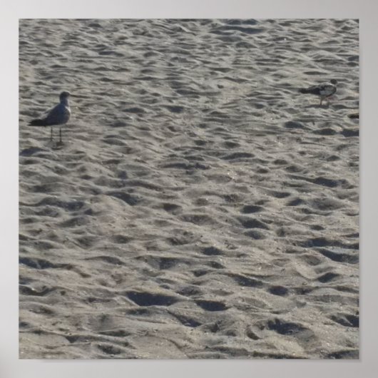 カモメのポスター ポスター (正面)