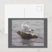 カモメの写真ポストカード ポストカード (正面/裏面)