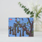 カモメの巣 – コスタリカ ポストカード (スタンド正面)