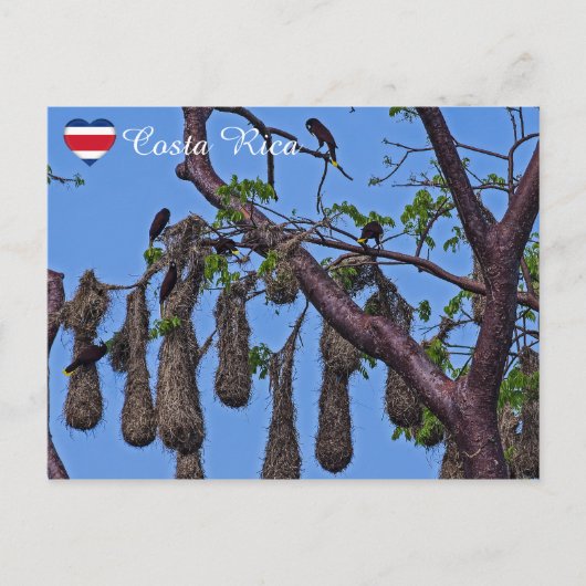 カモメの巣 – コスタリカ ポストカード (正面)