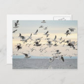 カモメの群れの写真 ポストカード (正面/裏面)
