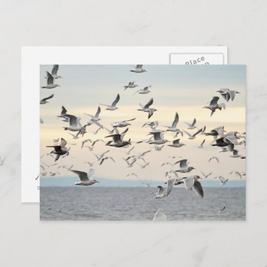 カモメの群れの写真 ポストカード (正面/裏面)