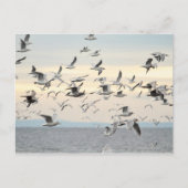 カモメの群れの写真 ポストカード (正面)