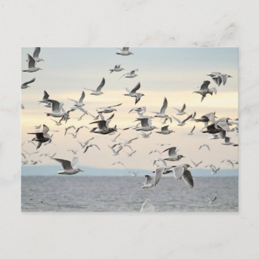 カモメの群れの写真 ポストカード (正面)