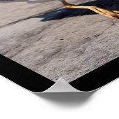 カモメの複数の写真 ポスター (角)