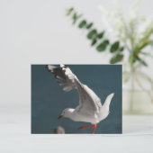 カモメの踊り ポストカード (スタンド正面)