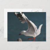 カモメの踊り ポストカード (正面/裏面)