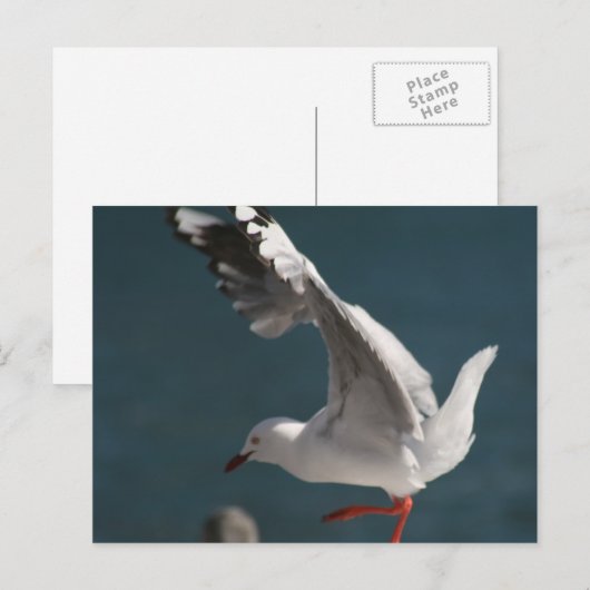 カモメの踊り ポストカード (正面/裏面)