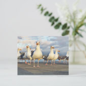 カモメの集団 ポストカード (スタンド正面)