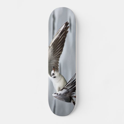 カモメの鳥の飛行 スケートボード (正面)