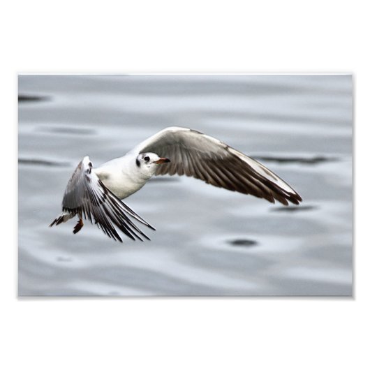 カモメの鳥の飛行 フォトプリント            (正面)