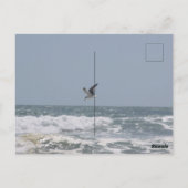 カモメはがき ポストカード (裏面)