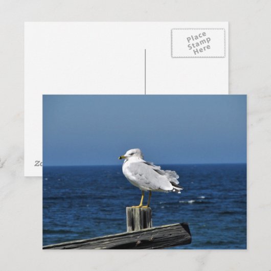 カモメはがき ポストカード (正面/裏面)