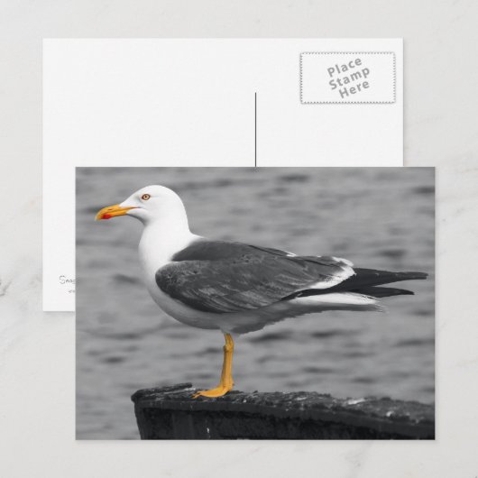 カモメはがき ポストカード (正面/裏面)