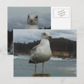 カモメはがき ポストカード (正面/裏面)