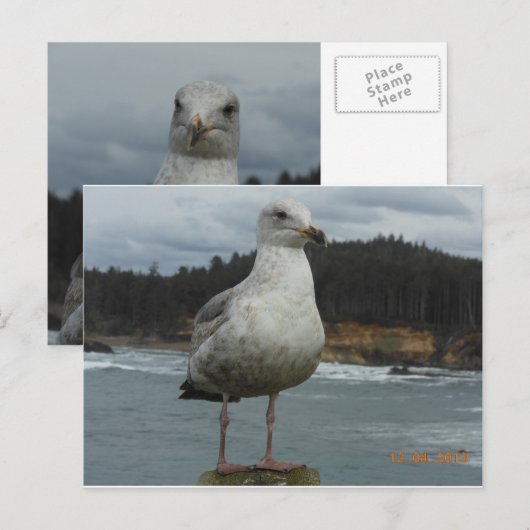カモメはがき ポストカード (正面/裏面)