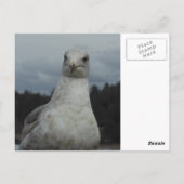 カモメはがき ポストカード (裏面)