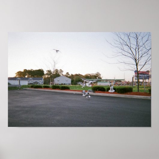 カモメを食べ物を与え使わない ポスター (正面)