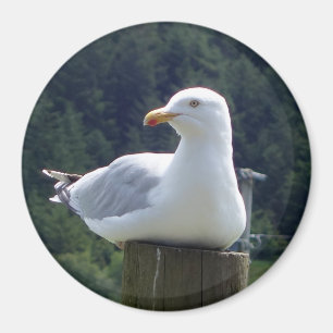 カモメ丸フォトマグネット マグネット