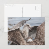 カモメ戦 ポストカード (正面/裏面)